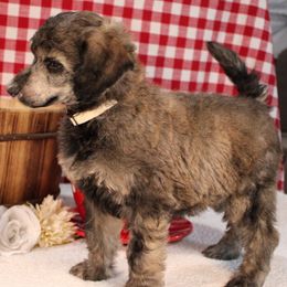 Asiago - Sable male Poodle puppy in Peyton, Co, Usa, Colorado from Peyton Poodles