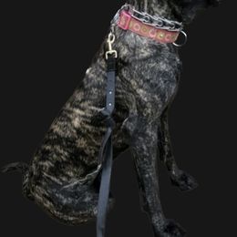 Mastiff Puppies from Eagle Pond Mastiffs