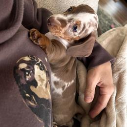 Marshmallow (Marsha) blue eyes - Dapple female Dachshund puppy in Indian Trail, North Carolina from Hilda’s Teenie Weenies