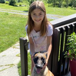 Belgian Malinois All Grown Up from Detto Fatto Malinois