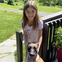 Belgian Malinois All Grown Up from Detto Fatto Malinois