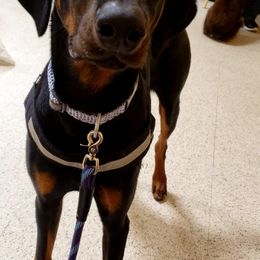 Timeless Ranger - Doberman Pinscher puppy in Decatur, Illinois from Emerald Eire Dobermanns