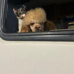 Xylon (POODLE, READ DESC B4 MSG) - Apricot male Goldendoodle puppy in Philadelphia, Pennsylvania from Jah’s Retrievers