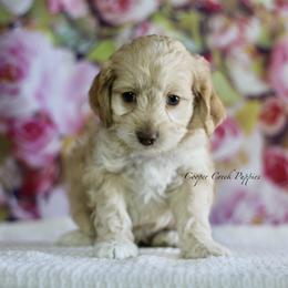 Bridger - Cream male Cockapoo puppy in Lowry City, Missouri from Cooper Creek Puppies