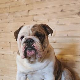 Edmond - Red brindle and white male Bulldog puppy in Hillsdale County, Michigan from KZ Bullies LLC