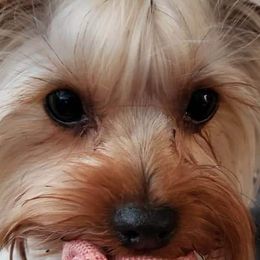 Yorkshire Terrier All Grown Up from West Texas Moonshine yorkies