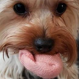 Yorkshire Terrier All Grown Up from West Texas Moonshine yorkies
