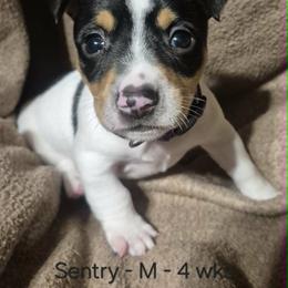 Sentry - White and black male Teddy Roosevelt Terrier puppy in Murray, Kentucky from Froschwald German Shepherds and Xanadu Teddy Roosevelt Terriers