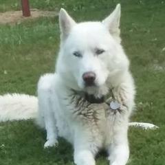 Siberian Huskies from Shawn Oberhouse's Huskies
