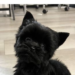 Leo - Yorkshire Terrier