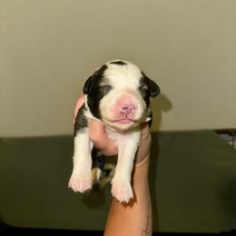 Orzo - Saddleback sable female Border Collie puppy in Lodi, California from R3 Sport Dogs (R3 Goldens/ R3 Border Collies)