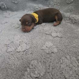 Yellow - Chocolate and tan female Dachshund puppy in Mulberry, Florida from J's Mini Dachshunds