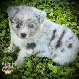 Colt - Blue merle male Miniature Australian Shepherd puppy in El Dorado Springs, Missouri from HP Aussie Kennels