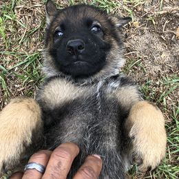 German Shepherd Puppies from Guamany K9 Vomhaus
