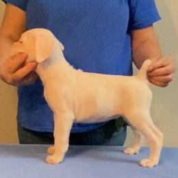 White Female - White female Boxer puppy in Butler, Pennsylvania from Schaible's Boxer Huddle