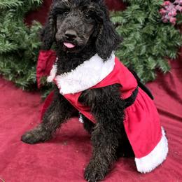 Quack - Seafoam Collar - Phantom female Poodle puppy in Springfield, Oregon from Valaurah Farms