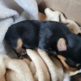 Boy 1 - Black and tan male Yorkshire Terrier puppy in Willow Grove, Pennsylvania from Willow Grove Yorkie