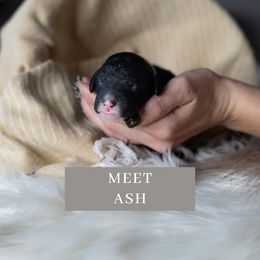 Ash - Black and white Sheepadoodle puppy in North Carolina from Nomad's Doodles