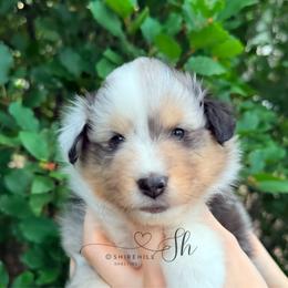 River - White blue merle and tan male Shetland Sheepdog puppy in Windsor, Colorado from Shirehill Shelties
