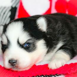 Echo - Black and white male Pomsky puppy in Bremen, Indiana from AMS Pomeranians and Pomskies in Indiana