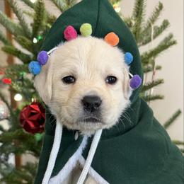 Grey Yellow Boy - Yellow male Labrador Retriever puppy in Angola, Indiana from Reniers Labrador Retrievers