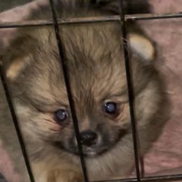 Boy 2 - Red male Companion Cross puppy in Milan, Indiana from Heartland Pomeranians and Chihuahuas
