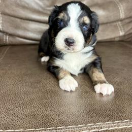 Duval - Black tri-color male Australian Shepherd puppy in Jacksonville, Florida from Autumn's Aussies