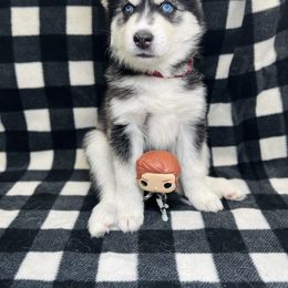 Maltese and Siberian Husky Puppies from Nyx’s Pack