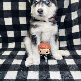 Maltese and Siberian Husky Puppies from Nyx’s Pack