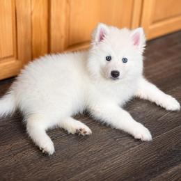 Apollo - White male Pomsky puppy in Lincoln, Nebraska from Blue Heaven Pomsky