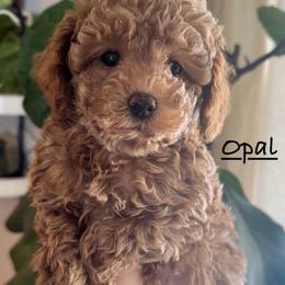 Opal - Apricot female Poodle puppy in Traverse City, Michigan from Riyem Wildflower Farms