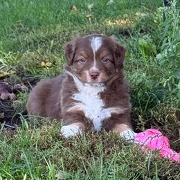 Peyton - Red tri female Miniature Australian Shepherd puppy in Covington, Pennsylvania from Rigas Mini Aussies LLC