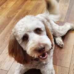 Cookie - Labradoodle