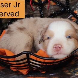 Bowser jr - Red merle male Australian Shepherd puppy in Squaw Valley, California from A&M Australian Shepherds