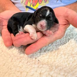 Apologize - Tri-color male Bernedoodle puppy in Ferguson, North Carolina from Elevated Standards NC