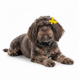 Mirabelle - Shih Tzu
