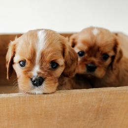 Flower - Ruby female Cavalier King Charles Spaniel puppy in Le Roy, New York from Heirloom Cavaliers