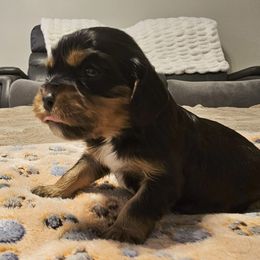 Boy2 - Black and tan male Cavalier King Charles Spaniel puppy in Ruskin, Florida from Roger Jones