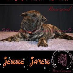 Jesse James - Tiger male Perro de Presa Canario puppy in El Paso, Texas from Mesquite Creek Kennels