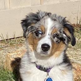 Australian Shepherd Puppies from RMW Ranch Australian Shepherds