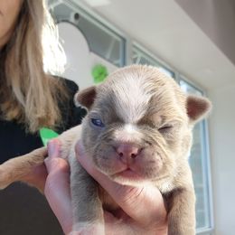 Boston Terrier and French Bulldog Puppies from Legends Frenchton's, French Bulldogs ,Boston Terriers & French Bullhuahua's