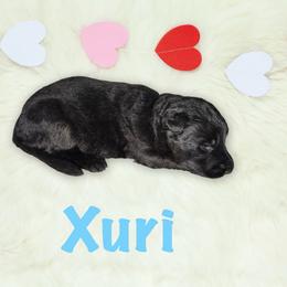 Xuri - Black male German Shepherd puppy in Graham, Washington from Wildeflecken Shepherds
