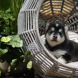 Pomsky Puppies from Arctic Star Pomskies