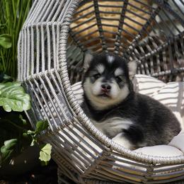 Pomsky Puppies from Arctic Star Pomskies
