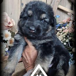 Jolene - Black and tan female German Shepherd puppy in Sequim, Washington from German Shepherd Haus