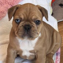 Girl 1 - Fawn female French Bulldog puppy in Litchfield, Ohio from Rock N’ Roll Frenchies