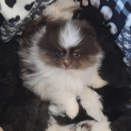 Teddy - Chocolate parti male Pomeranian puppy in Creswell, North Carolina from Grace's Poms🐾💕