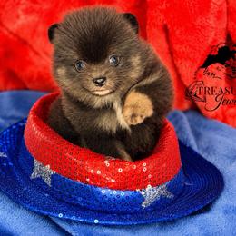 Merlin - Blue and tan male Pomeranian puppy in Willis, Texas from Treasured Jewels Pomeranians