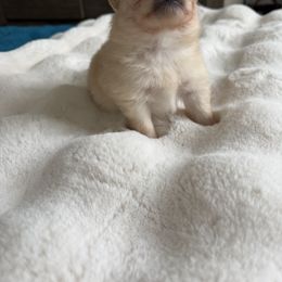 Pomeranian Puppies from Fam. Pomerania