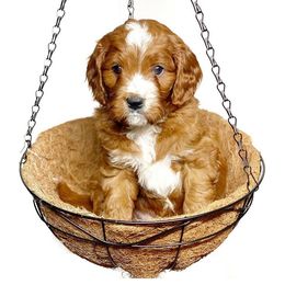 Cavalier King Charles Spaniel and Cavapoo Puppies from Red Skye Cavaliers and Cavapoos